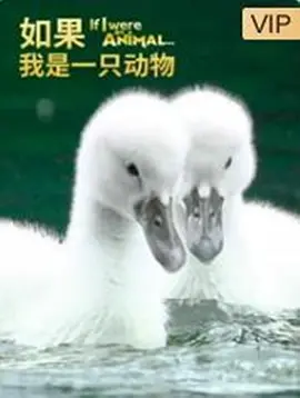高清成人午夜男视频